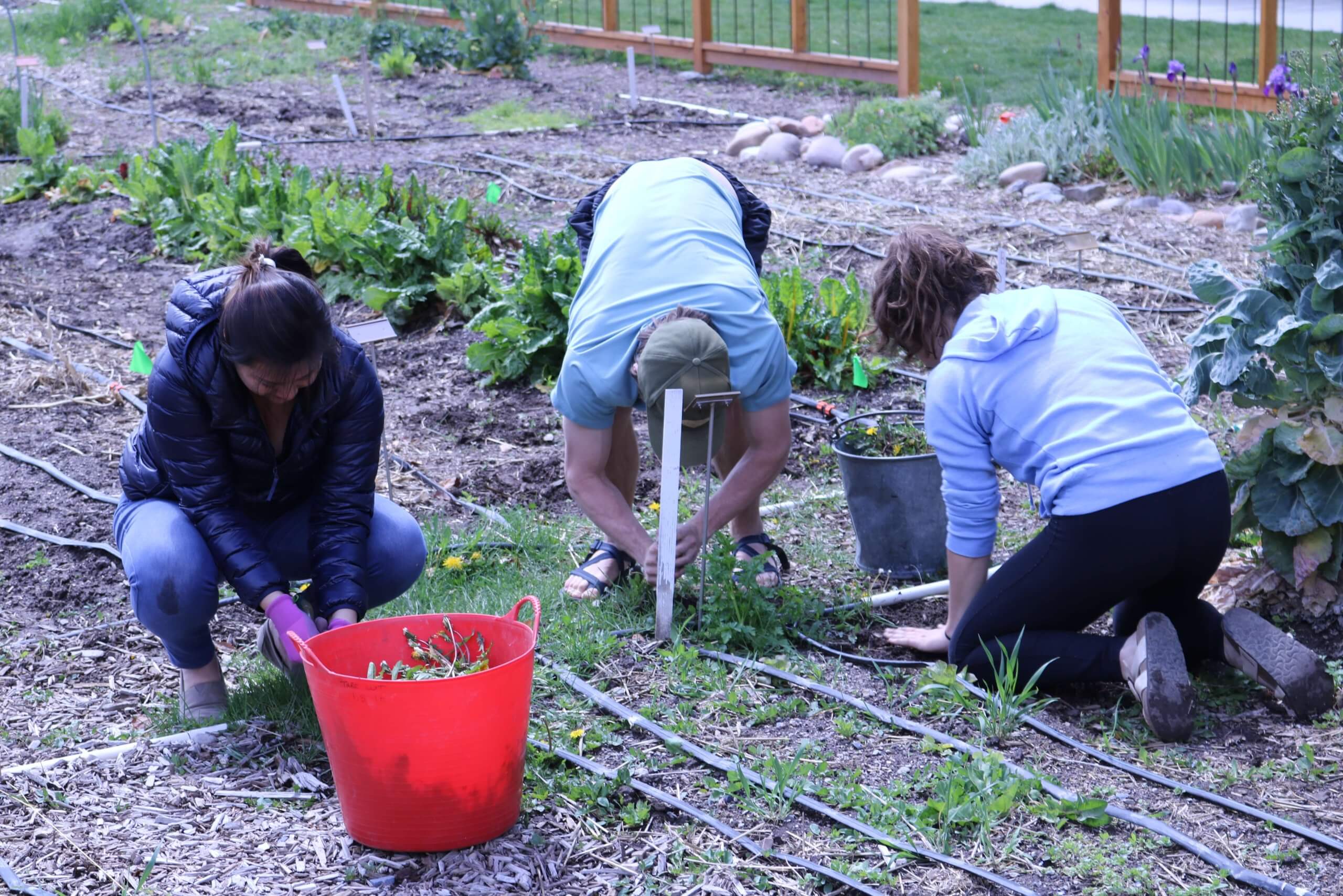 Two ambassadors gardening