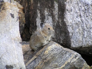 American pika