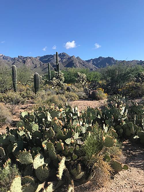 Arizona Desert