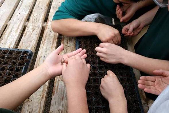 People placing seed into a seed box