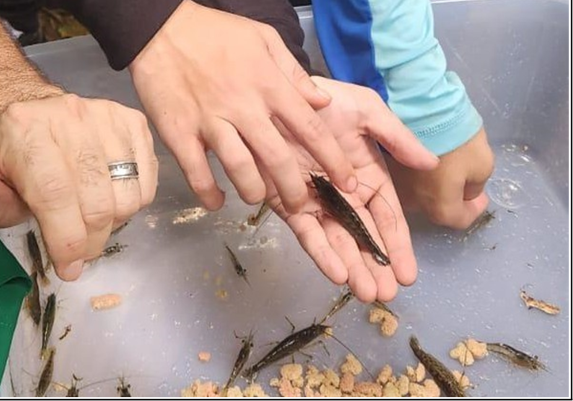 Students handle small shrimp taken from a container